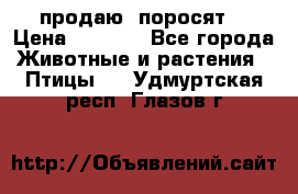 продаю  поросят  › Цена ­ 1 000 - Все города Животные и растения » Птицы   . Удмуртская респ.,Глазов г.